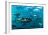 Yellowfin Tuna-Louise Murray-Framed Photographic Print