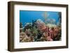 Yellowfish Grouper-Michele Westmorland-Framed Photographic Print