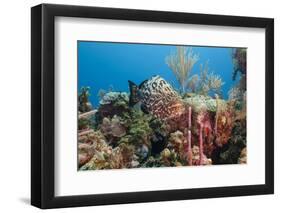 Yellowfish Grouper-Michele Westmorland-Framed Photographic Print