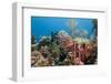 Yellowfish Grouper-Michele Westmorland-Framed Photographic Print