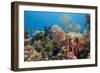 Yellowfish Grouper-Michele Westmorland-Framed Photographic Print