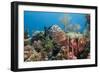 Yellowfish Grouper-Michele Westmorland-Framed Photographic Print