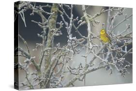 Yellowhammer (Emberiza Citrinella) Male Perched in Frost, Scotland, UK, December-Mark Hamblin-Stretched Canvas