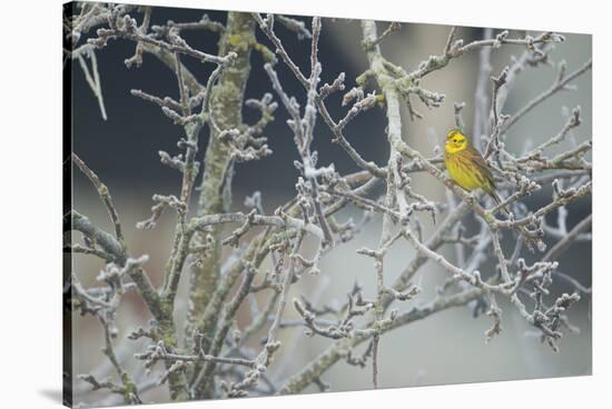 Yellowhammer (Emberiza Citrinella) Male Perched in Frost, Scotland, UK, December-Mark Hamblin-Stretched Canvas