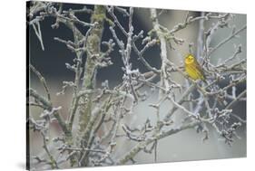 Yellowhammer (Emberiza Citrinella) Male Perched in Frost, Scotland, UK, December-Mark Hamblin-Stretched Canvas