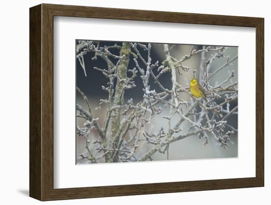 Yellowhammer (Emberiza Citrinella) Male Perched in Frost, Scotland, UK, December-Mark Hamblin-Framed Photographic Print