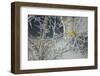 Yellowhammer (Emberiza Citrinella) Male Perched in Frost, Scotland, UK, December-Mark Hamblin-Framed Photographic Print