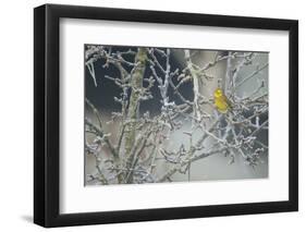 Yellowhammer (Emberiza Citrinella) Male Perched in Frost, Scotland, UK, December-Mark Hamblin-Framed Photographic Print