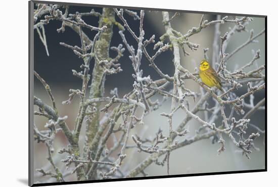 Yellowhammer (Emberiza Citrinella) Male Perched in Frost, Scotland, UK, December-Mark Hamblin-Mounted Photographic Print