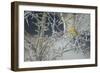 Yellowhammer (Emberiza Citrinella) Male Perched in Frost, Scotland, UK, December-Mark Hamblin-Framed Photographic Print