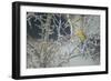 Yellowhammer (Emberiza Citrinella) Male Perched in Frost, Scotland, UK, December-Mark Hamblin-Framed Photographic Print