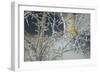 Yellowhammer (Emberiza Citrinella) Male Perched in Frost, Scotland, UK, December-Mark Hamblin-Framed Photographic Print