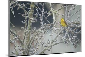 Yellowhammer (Emberiza Citrinella) Male Perched in Frost, Scotland, UK, December-Mark Hamblin-Mounted Photographic Print