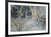 Yellowhammer (Emberiza Citrinella) Male Perched in Frost, Scotland, UK, December-Mark Hamblin-Framed Photographic Print