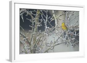 Yellowhammer (Emberiza Citrinella) Male Perched in Frost, Scotland, UK, December-Mark Hamblin-Framed Photographic Print