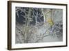 Yellowhammer (Emberiza Citrinella) Male Perched in Frost, Scotland, UK, December-Mark Hamblin-Framed Photographic Print