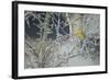 Yellowhammer (Emberiza Citrinella) Male Perched in Frost, Scotland, UK, December-Mark Hamblin-Framed Photographic Print