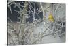 Yellowhammer (Emberiza Citrinella) Male Perched in Frost, Scotland, UK, December-Mark Hamblin-Stretched Canvas