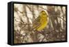Yellowhammer (Emberiza Citrinella) Male Perched. Scotland, UK, December-Mark Hamblin-Framed Stretched Canvas