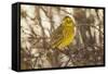 Yellowhammer (Emberiza Citrinella) Male Perched. Scotland, UK, December-Mark Hamblin-Framed Stretched Canvas