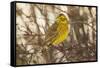 Yellowhammer (Emberiza Citrinella) Male Perched. Scotland, UK, December-Mark Hamblin-Framed Stretched Canvas