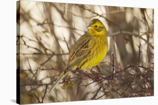 Yellowhammer (Emberiza Citrinella) Male Perched. Scotland, UK, December-Mark Hamblin-Stretched Canvas