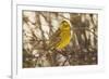 Yellowhammer (Emberiza Citrinella) Male Perched. Scotland, UK, December-Mark Hamblin-Framed Photographic Print