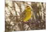 Yellowhammer (Emberiza Citrinella) Male Perched. Scotland, UK, December-Mark Hamblin-Mounted Photographic Print