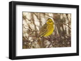 Yellowhammer (Emberiza Citrinella) Male Perched. Scotland, UK, December-Mark Hamblin-Framed Photographic Print