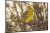 Yellowhammer (Emberiza Citrinella) Male Perched. Scotland, UK, December-Mark Hamblin-Mounted Photographic Print