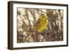 Yellowhammer (Emberiza Citrinella) Male Perched. Scotland, UK, December-Mark Hamblin-Framed Photographic Print