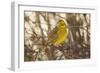 Yellowhammer (Emberiza Citrinella) Male Perched. Scotland, UK, December-Mark Hamblin-Framed Photographic Print