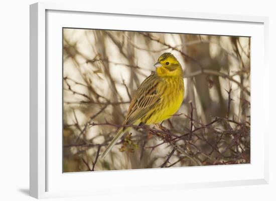 Yellowhammer (Emberiza Citrinella) Male Perched. Scotland, UK, December-Mark Hamblin-Framed Photographic Print