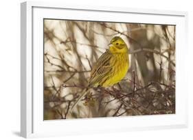 Yellowhammer (Emberiza Citrinella) Male Perched. Scotland, UK, December-Mark Hamblin-Framed Photographic Print