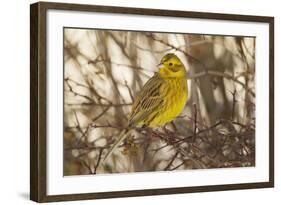 Yellowhammer (Emberiza Citrinella) Male Perched. Scotland, UK, December-Mark Hamblin-Framed Photographic Print