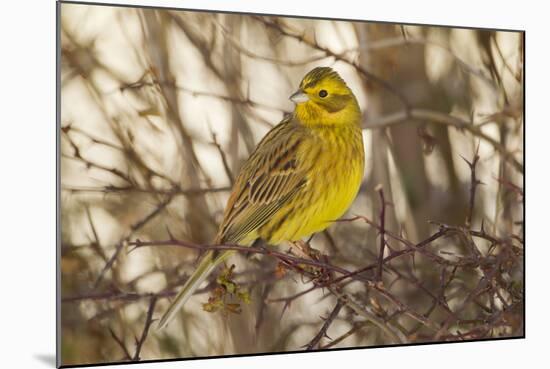 Yellowhammer (Emberiza Citrinella) Male Perched. Scotland, UK, December-Mark Hamblin-Mounted Photographic Print