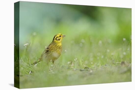 Yellowhammer (Emberiza Citrinella) on Grass. Perthshire, Scotland, June-Fergus Gill-Stretched Canvas