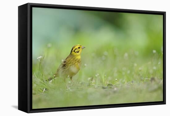 Yellowhammer (Emberiza Citrinella) on Grass. Perthshire, Scotland, June-Fergus Gill-Framed Stretched Canvas