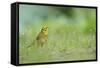 Yellowhammer (Emberiza Citrinella) on Grass. Perthshire, Scotland, June-Fergus Gill-Framed Stretched Canvas