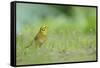 Yellowhammer (Emberiza Citrinella) on Grass. Perthshire, Scotland, June-Fergus Gill-Framed Stretched Canvas