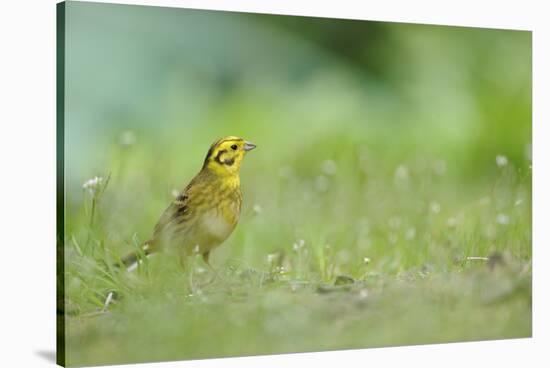 Yellowhammer (Emberiza Citrinella) on Grass. Perthshire, Scotland, June-Fergus Gill-Stretched Canvas