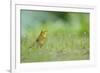 Yellowhammer (Emberiza Citrinella) on Grass. Perthshire, Scotland, June-Fergus Gill-Framed Photographic Print