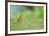 Yellowhammer (Emberiza Citrinella) on Grass. Perthshire, Scotland, June-Fergus Gill-Framed Photographic Print