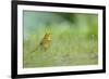 Yellowhammer (Emberiza Citrinella) on Grass. Perthshire, Scotland, June-Fergus Gill-Framed Photographic Print