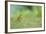 Yellowhammer (Emberiza Citrinella) on Grass. Perthshire, Scotland, June-Fergus Gill-Framed Photographic Print