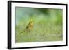 Yellowhammer (Emberiza Citrinella) on Grass. Perthshire, Scotland, June-Fergus Gill-Framed Photographic Print