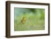 Yellowhammer (Emberiza Citrinella) on Grass. Perthshire, Scotland, June-Fergus Gill-Framed Photographic Print