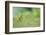 Yellowhammer (Emberiza Citrinella) on Grass. Perthshire, Scotland, June-Fergus Gill-Framed Photographic Print