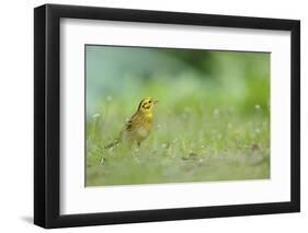 Yellowhammer (Emberiza Citrinella) on Grass. Perthshire, Scotland, June-Fergus Gill-Framed Photographic Print