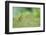 Yellowhammer (Emberiza Citrinella) on Grass. Perthshire, Scotland, June-Fergus Gill-Framed Photographic Print